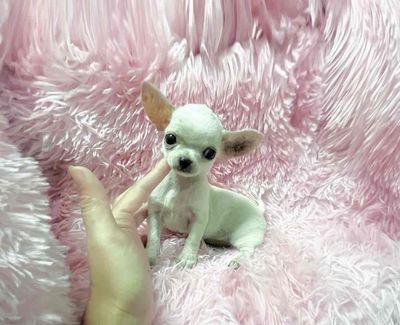 CHIHUAHUA ĐỰC MINI BÒ SỮA ĐẦU TÁO. Mua bán Chó tại Huyện Hóc Môn Tp Hồ Chí Minh được đăng bởi Chang
