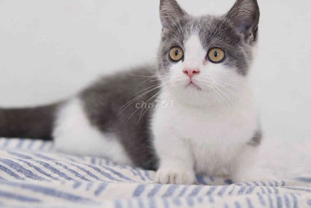 Mèo Bicolor Munchkin Thuần chủng. Mua bán Mèo tại Quận 12 Tp Hồ Chí Minh được đăng bởi Thao hình 1