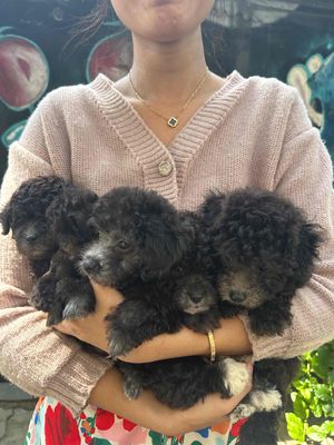 POODLE THUẦN CHỦNG SIZE TINY
