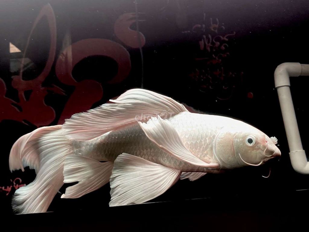Cá Phi Tần Trắng 40cm Râu Rồng. Mua bán Thú cưng khác tại Quận 12 Tp Hồ Chí Minh được đăng bởi Bảo hình 1
