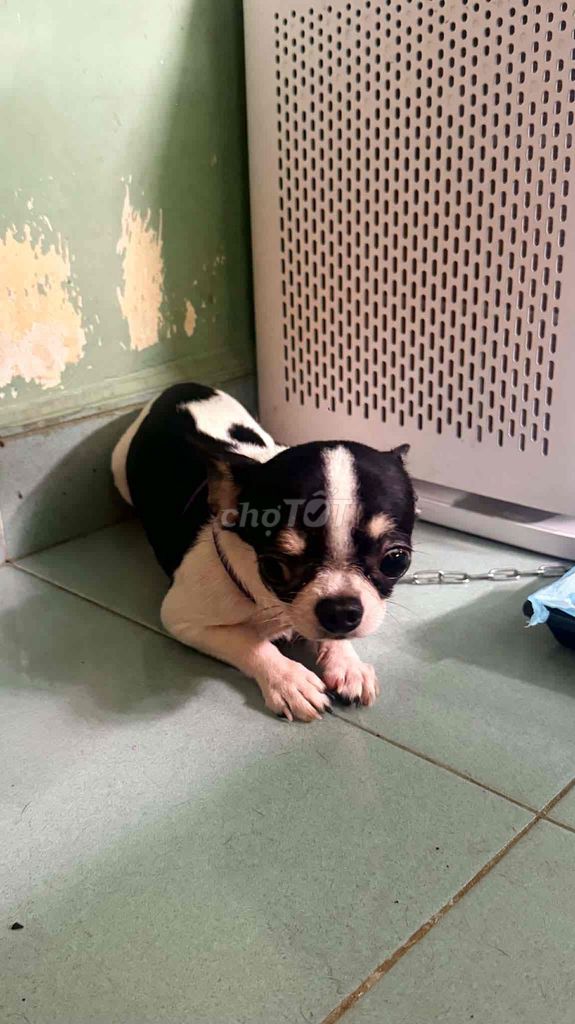 Chó Chihuahua Teacup Đen trắng 1 năm sức khỏe tốt. Mua bán Chó tại Quận 10 Tp Hồ Chí Minh được đăng bởi tray hình 1