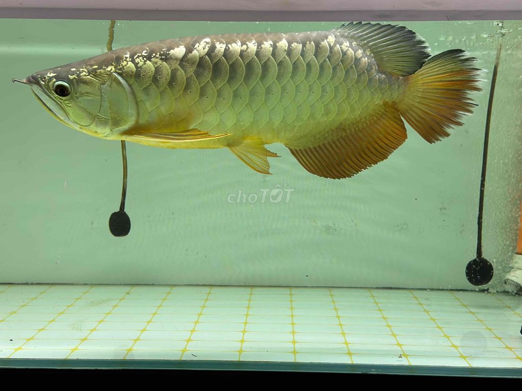Cá rồng vàng U55cm. Mua bán Thú cưng khác tại Thành phố Thủ Đức Tp Hồ Chí Minh được đăng bởi PHAN DƯƠNG MẠNH hình 1