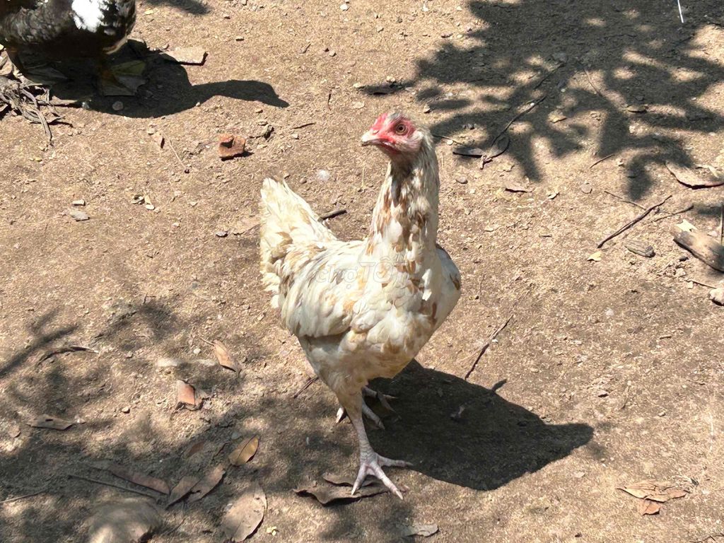 Mái Xám Bướm  1.9kg. Mua bán Gà tại Huyện Vĩnh Cửu Đồng Nai được đăng bởi tí  hình 1