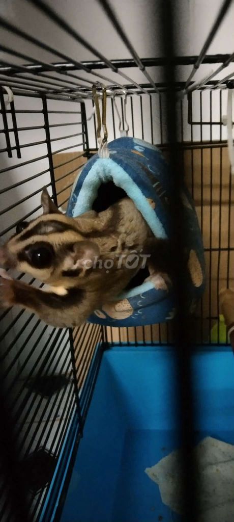 Sóc Bay Úc size lớn đủ tuổi sinh sản. Mua bán Thú cưng khác tại Quận Gò Vấp Tp Hồ Chí Minh được đăng bởi Ng Gia Ky hình 1
