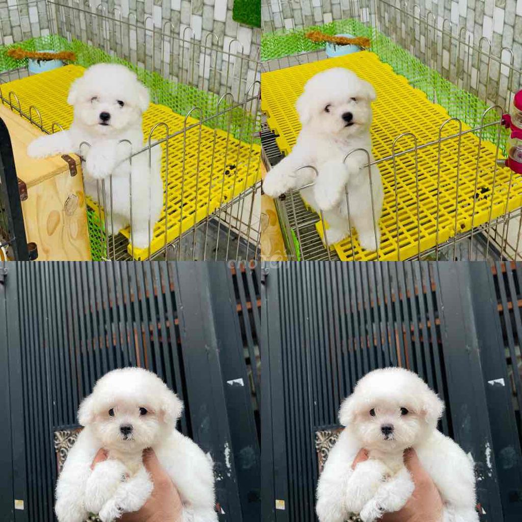Chó Bichon Frise Cái Trắng Lông dày. Mua bán Chó tại Quận Bình Tân Tp Hồ Chí Minh được đăng bởi Cường Bichon hình 1