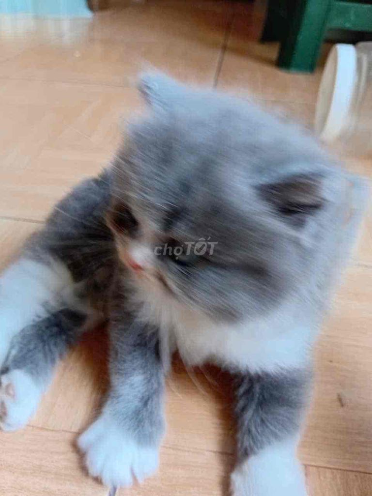 Mèo Anh lông ngắn. Mua bán Mèo tại Thành phố Thủ Đức Tp Hồ Chí Minh được đăng bởi Nguyễn Thanh Hùng hình 1