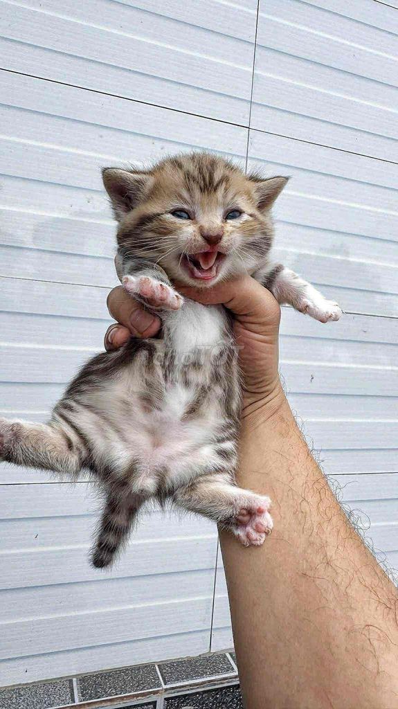 Mèo lùn Tabby Dưa choco 40 ngày tuổi. Mua bán Mèo tại Quận Hai Bà Trưng Hà Nội được đăng bởi Chang Chang hình 1