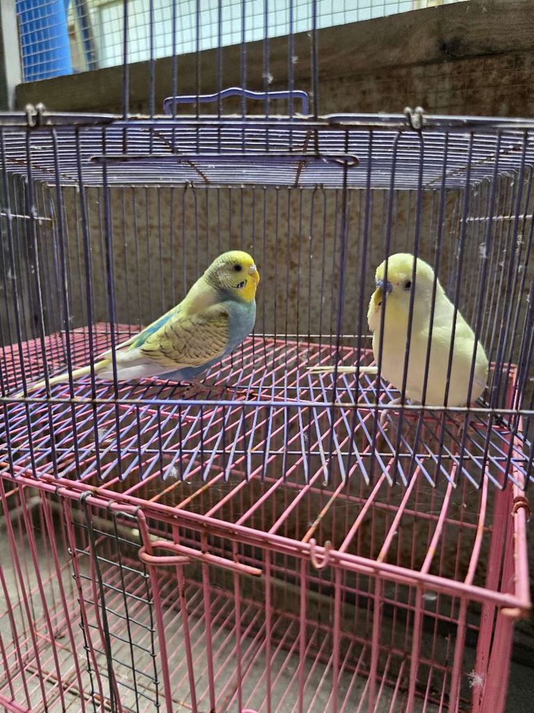 Chim yến phụng sinh sản. Mua bán Chim tại Quận Bình Tân Tp Hồ Chí Minh được đăng bởi Yến phụng hình 1