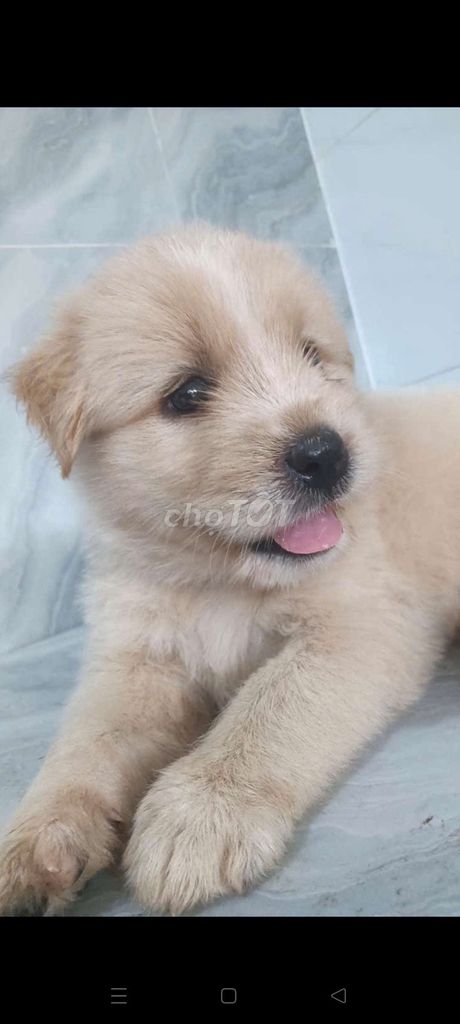 Chó Golden Retriever Vàng mơ xinh xắn ngoan hiền . Mua bán Chó tại Quận 6 Tp Hồ Chí Minh được đăng bởi Tăng Chí Lương  hình 1