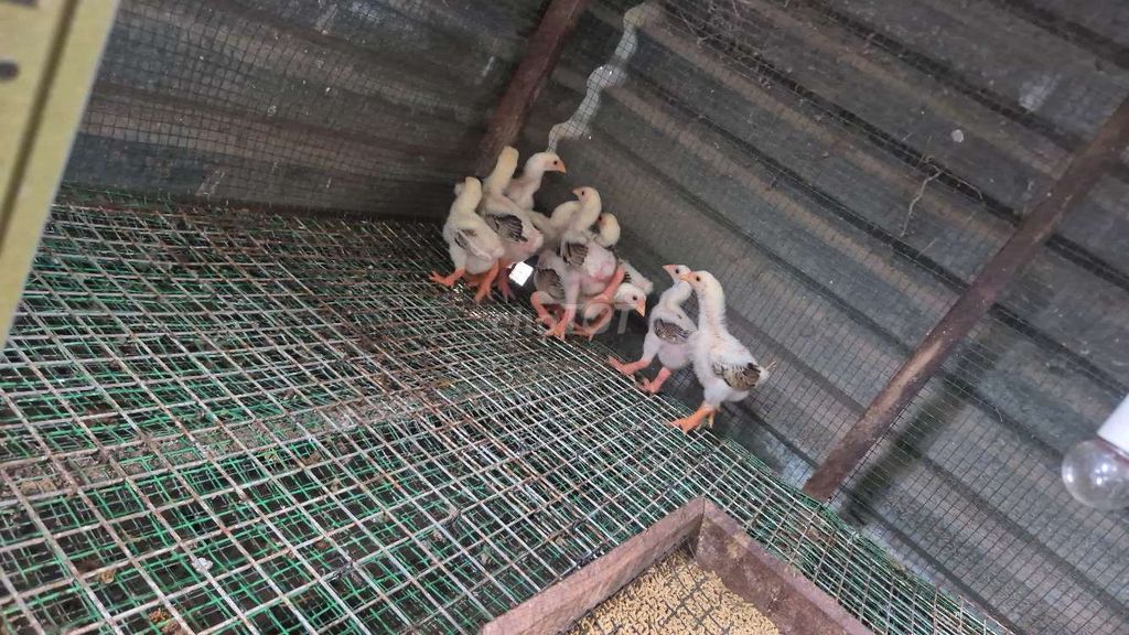 Gà đòn tảo mái 9 con hơn 1 tháng khỏe mạnh. Mua bán Gà tại Huyện Hóc Môn Tp Hồ Chí Minh được đăng bởi phan hưng hình 1