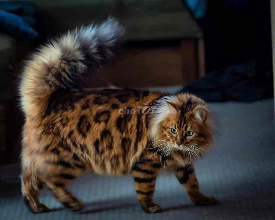 Bengal Cashmere Siêu Hiếm *** Tại Việt Nam. Mua bán Mèo tại Quận 7 Tp Hồ Chí Minh được đăng bởi PHẠM QUỐC LẬP hình 1