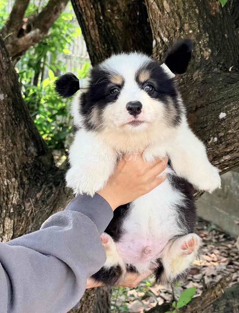 Chó Corgi siêu phẩm. Mua bán Chó tại Quận Cẩm Lệ Đà Nẵng được đăng bởi Trương minh duy hình 1