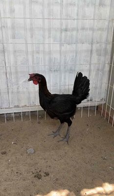 Gà mái Peru cái đang ôm trứng