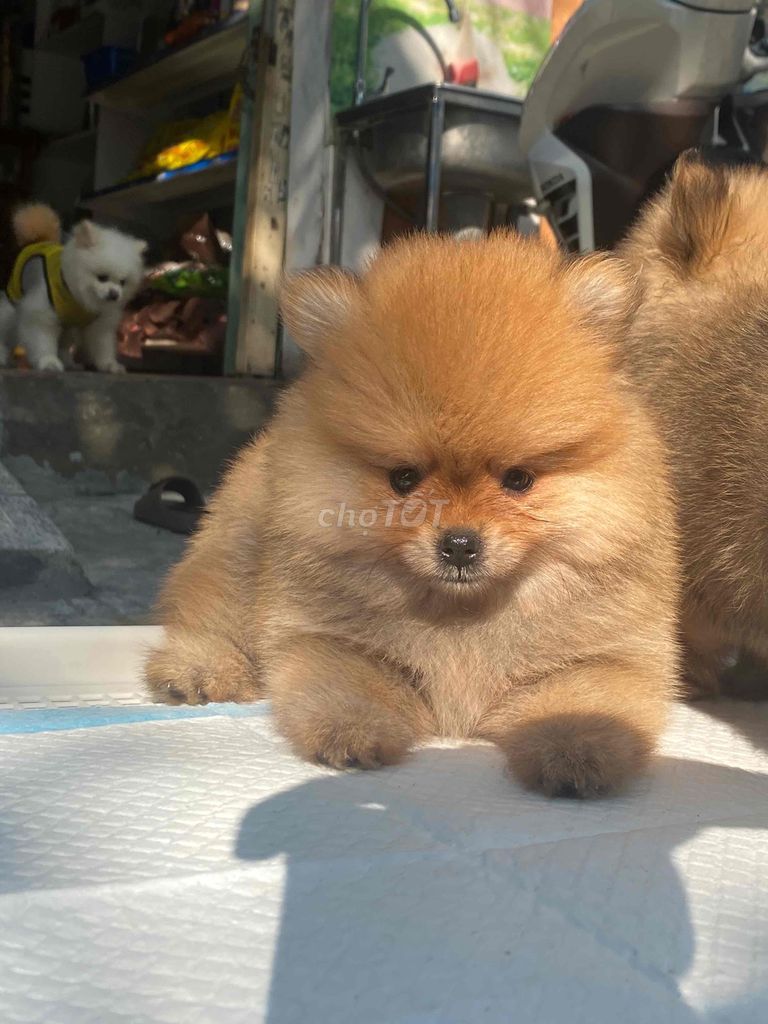 chó pom thuần chủng. Mua bán Chó tại Quận Thanh Khê Đà Nẵng được đăng bởi SiSi Pet Shop hình 5