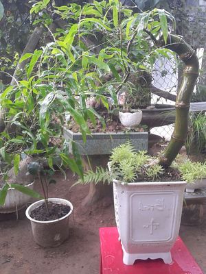 Tre bonsai Huế