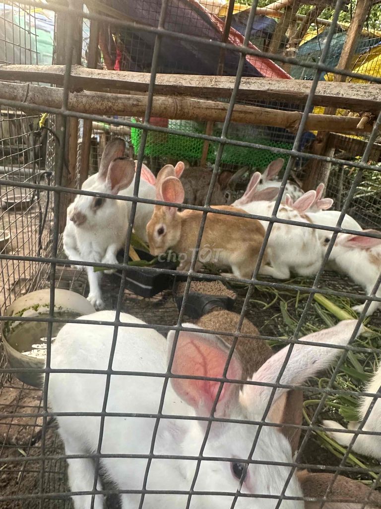 Thỏ nhiều màu. Mua bán Thú cưng khác tại Quận Ninh Kiều Cần Thơ được đăng bởi Huy hình 1