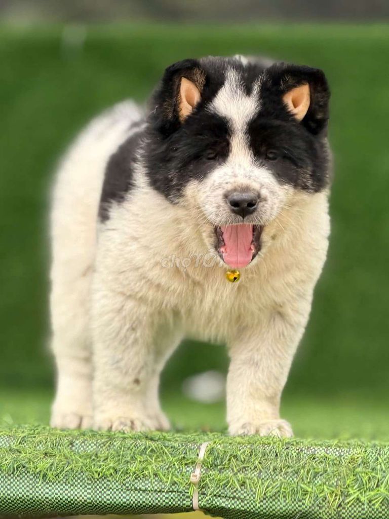 Chó cảnh Đen trắng Đực. Mua bán Chó tại Thành phố Thủ Đức Tp Hồ Chí Minh được đăng bởi cho H mong hình 1