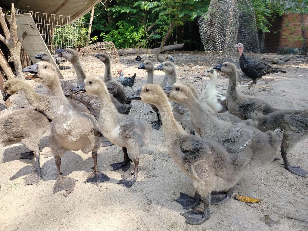 Ngỗng sư tử 2kg 1con đang thả vườn rất khoẻ. Mua bán Thú cưng khác tại Huyện Hóc Môn Tp Hồ Chí Minh được đăng bởi Công Ty TNHH Gà Giống Bình Dương  hình 2