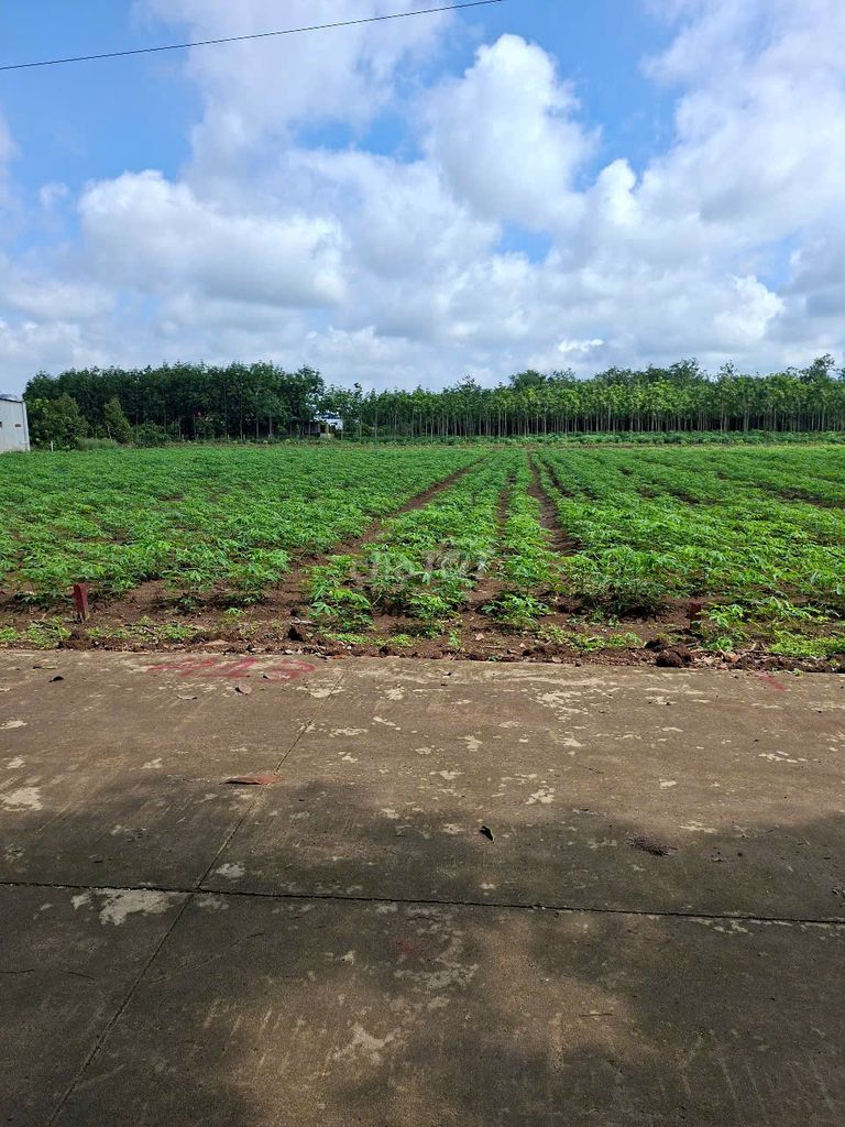 Bán lô 348m2+100TC,đường bê tông 7m, Sát bên Chợ An Linh Giá:450tr. Mua bán đất tại Huyện Phú Giáo Bình Dương được đăng bởi Chí Thanh land hình 2