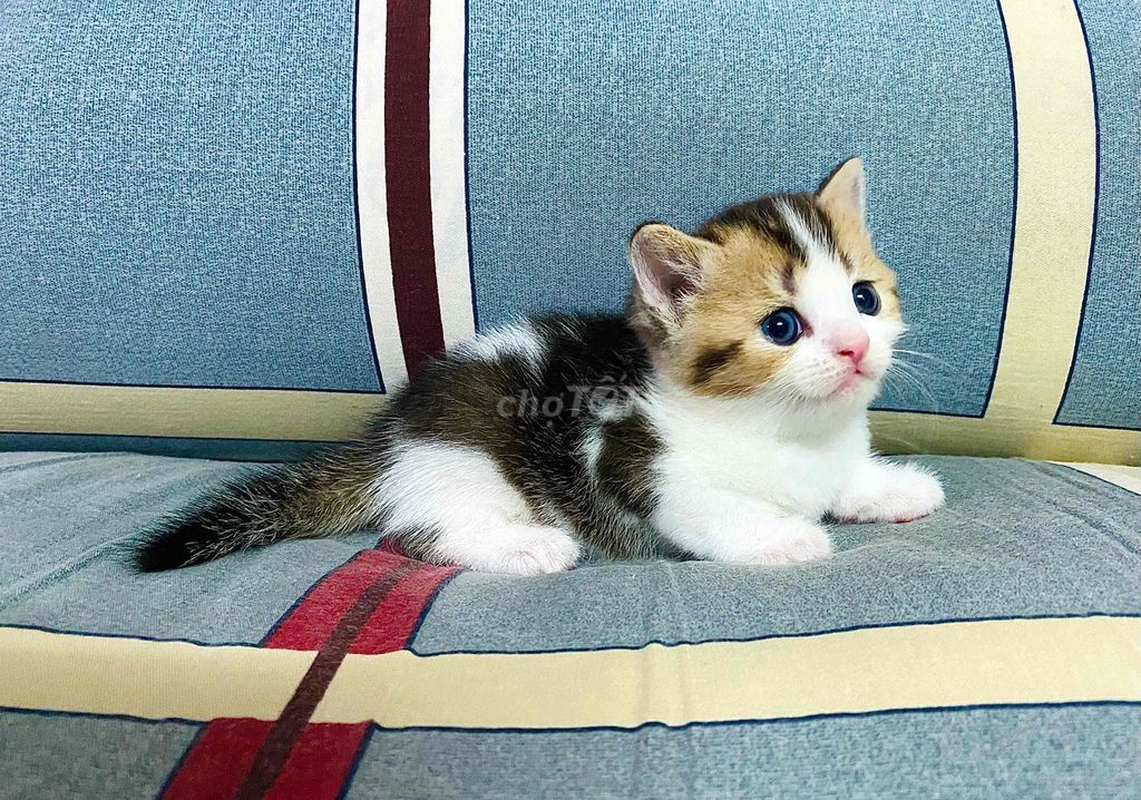 Mấy bé Mèo Anh lông ngắn tìm 🏡 mới. Mua bán Mèo tại Quận Bình Thạnh Tp Hồ Chí Minh được đăng bởi Dennis Chu hình 1