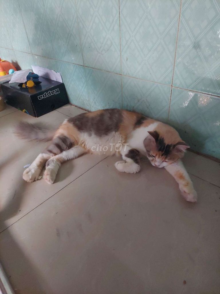 Mèo Anh Tam thể. Mua bán Mèo tại Huyện Bình Chánh Tp Hồ Chí Minh được đăng bởi Quang Lele hình 1