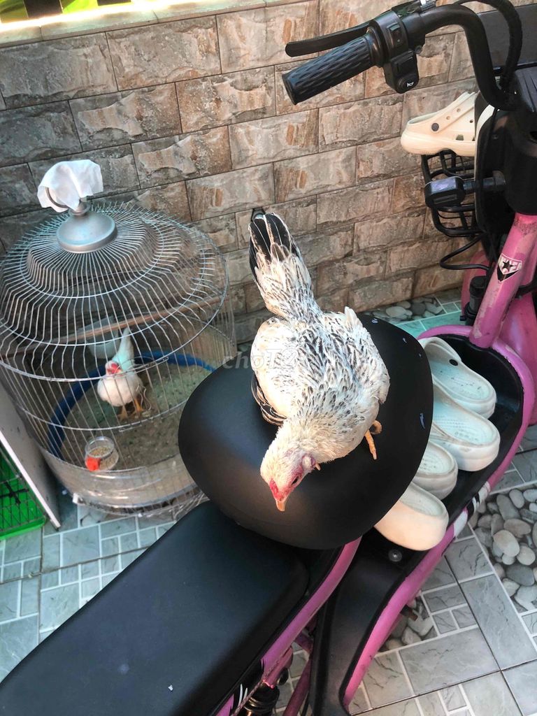Gà mái Trắng đen. Mua bán Gà tại Huyện Nhà Bè Tp Hồ Chí Minh được đăng bởi LÊ VĂN GIÀU hình 1