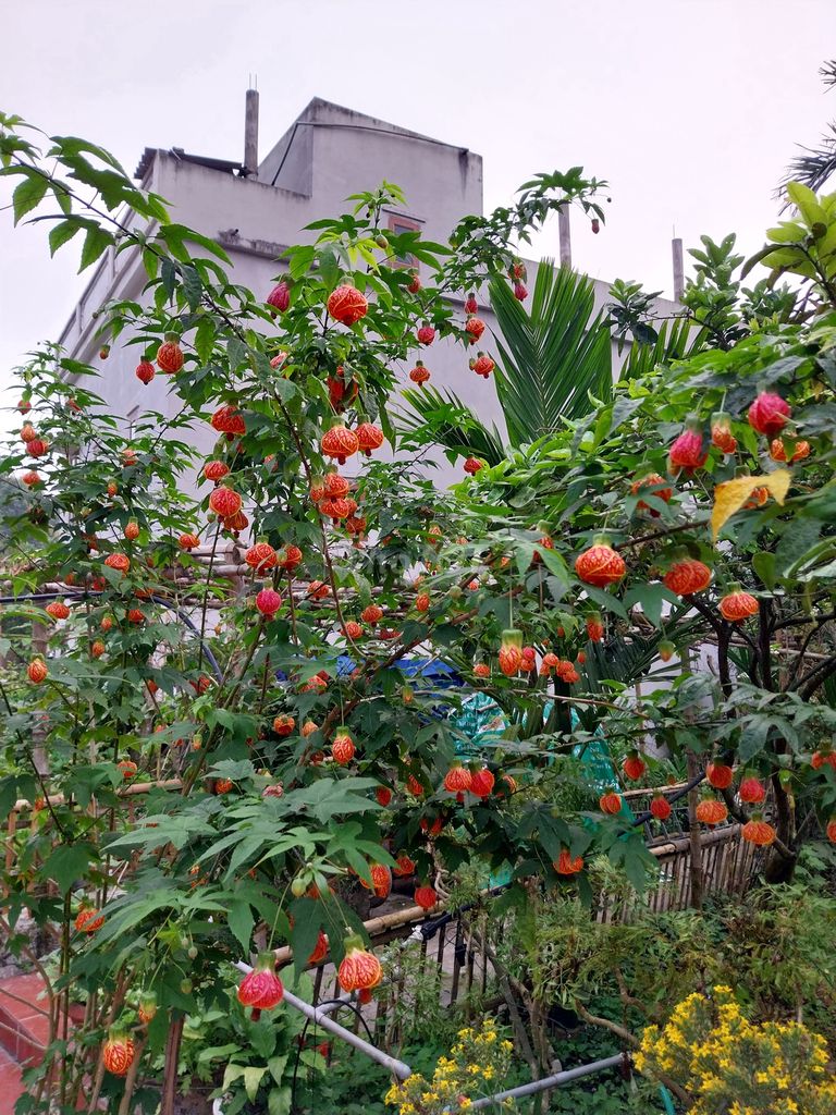 Cây hoa đèn lồng Đỏ cam. Mua bán Cây cảnh, đồ trang trí tại Quận Cầu Giấy Hà Nội được đăng bởi Thanh Tung Do hình 1