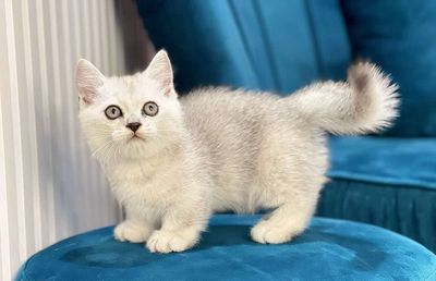 6 bé mèo anh thuần/munchkin chân lùn