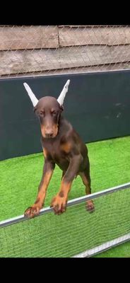 Chó Doberman đực 3.5 tháng