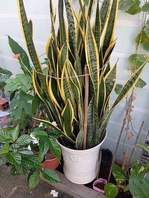 Dư 2 chậu cây lưỡi hổ. Mua bán Cây cảnh, đồ trang trí tại Thành phố Vũng Tàu Bà Rịa - Vũng Tàu được đăng bởi AI