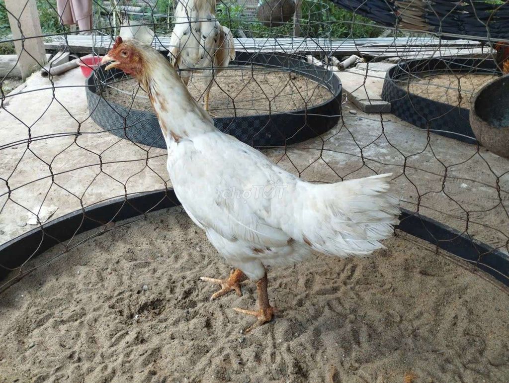mái hàm long 2kg5 và 7 gà con 1 tháng tuổi. Mua bán Gà tại Huyện Châu Thành An Giang được đăng bởi gà vip tuyển chọn hình 1