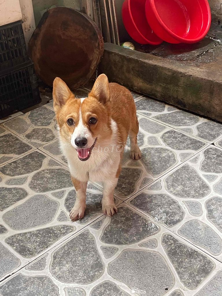 bà chị càn pass lại e corgi