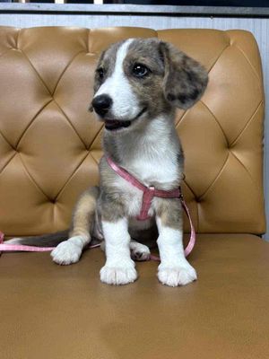 Chó Corgi màu hiếm