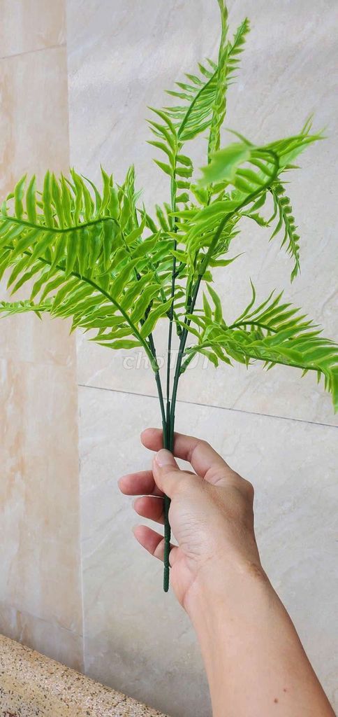 Sỉ Xoăn - Sản phẩm cây cảnh giả lá xanh tươi . Mua bán Cây cảnh, đồ trang trí tại Huyện Bình Chánh Tp Hồ Chí Minh được đăng bởi Bảo Ngọc hình 1
