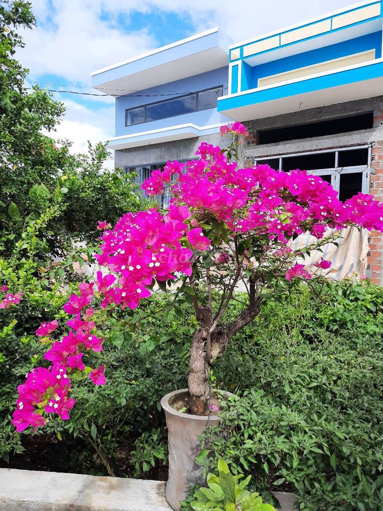 Cây cảnh Hồng Trang trí Dễ chăm sóc. Mua bán Cây cảnh, đồ trang trí tại Thị xã An Nhơn Bình Định được đăng bởi Tien Nguyen hình 1