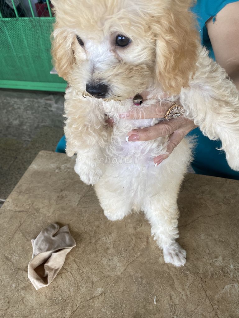 Chó Poodle Vàng kem đã tiêm phòng. Mua bán Chó tại Thành phố Vĩnh Long Vĩnh Long được đăng bởi tran sang hình 1