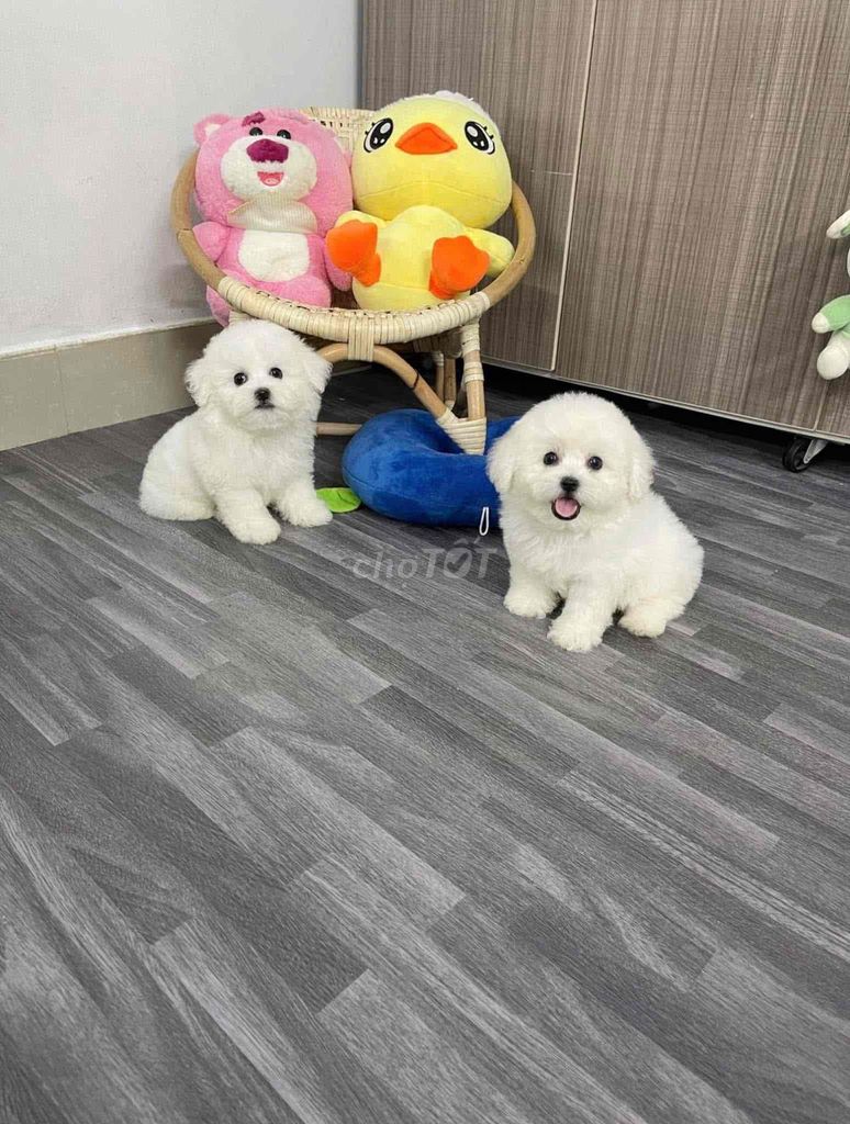 2 bé Bichon Frisé gã lại giá mềm