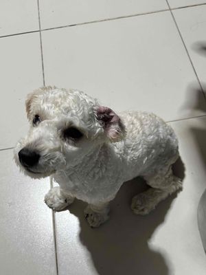 Chó đẻ cần bán  poodle đực huần chủng 5 tháng tuổi