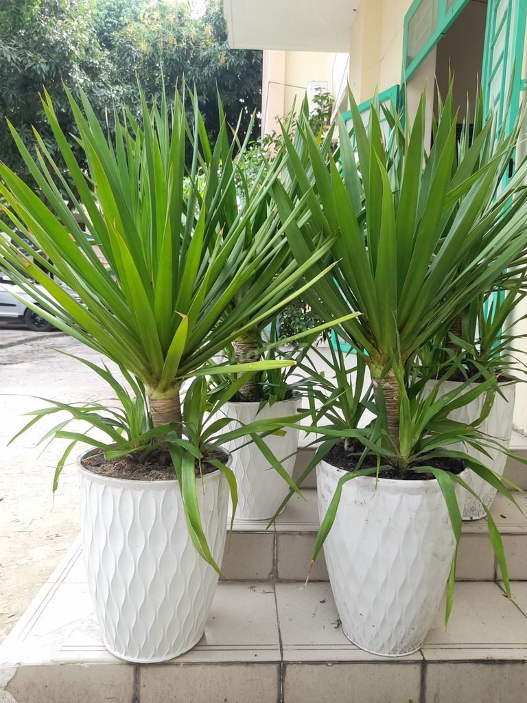 Cây Phát tài núi Xanh lá 1m2-1m4. Mua bán Cây cảnh, đồ trang trí tại Quận Gò Vấp Tp Hồ Chí Minh được đăng bởi Văn Tươi hình 1