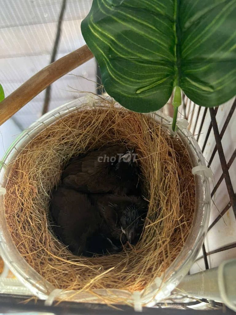 Chim chào mào non . Mua bán Chim tại Quận Thanh Khê Đà Nẵng được đăng bởi Quốc Tuấn hình 1
