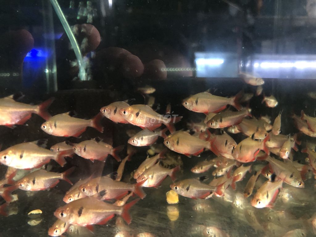 Cá Cảnh Hiệp Thành tại undefined undefined hình 1