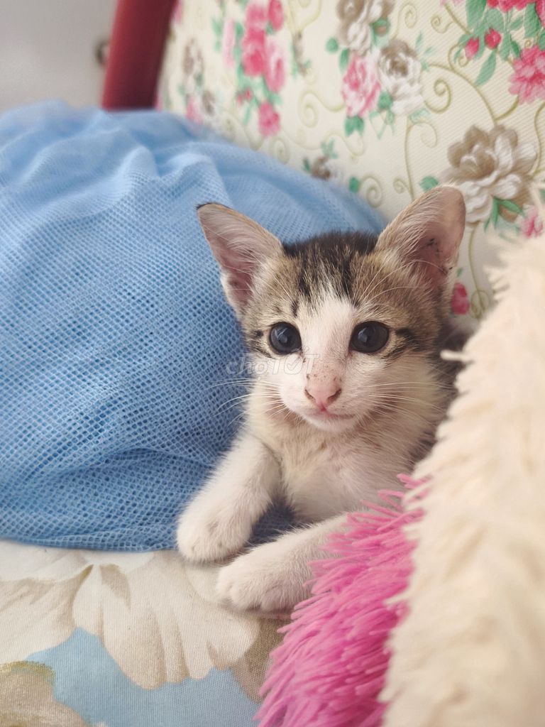 Mèo con dễ thương. Mua bán Mèo tại Huyện Hớn Quản Bình Phước được đăng bởi Đinh Thị Thùy Dung hình 1