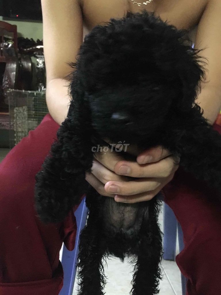 Chó Poodle Đực Cái Đen,vàng Thông minh. Mua bán Chó tại Quận 11 Tp Hồ Chí Minh được đăng bởi vanphuocvu hình 1