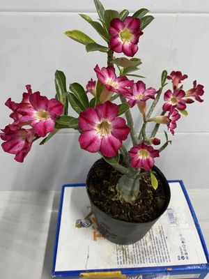 hoa sứ hạt. Mua bán Cây cảnh, đồ trang trí tại Quận 4 Tp Hồ Chí Minh được đăng bởi Nga Trần