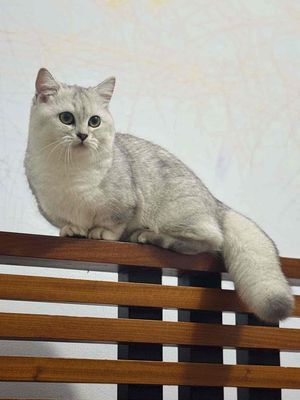 Em chân lùn lông thảm siêu đẹp Cái.. Mua bán Mèo tại Quận Gò Vấp Tp Hồ Chí Minh được đăng bởi Dat Huynh