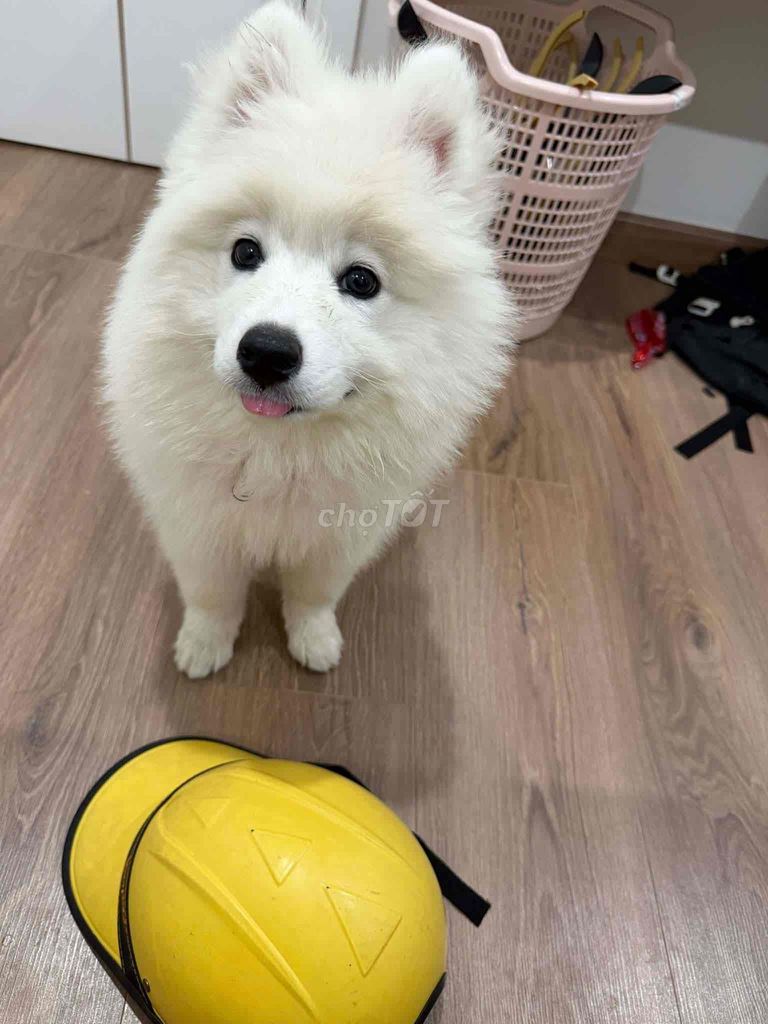 Chó Sammoyed trắng 6 tháng tuổi. Mua bán Chó tại Quận Cầu Giấy Hà Nội được đăng bởi Nguyễn Thuỳ linh hình 1