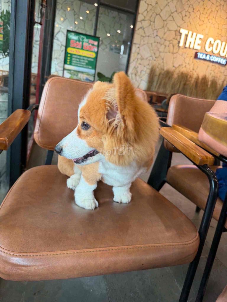 Chó Corgi lông dài vàng trắng. Mua bán Chó tại Thành phố Hải Dương Hải Dương được đăng bởi Minh Phúc hình 1