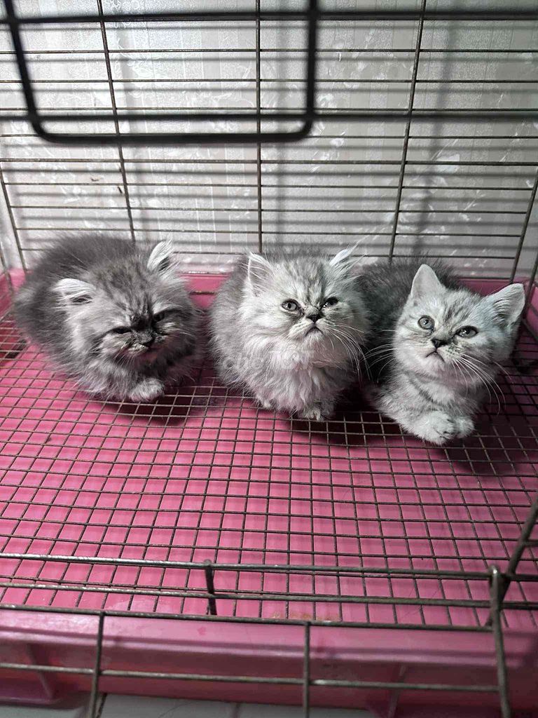 Mèo con lông xù Xám 3 tháng. Mua bán Mèo tại Thành phố Biên Hòa Đồng Nai được đăng bởi Thuỷ Tien hình 1