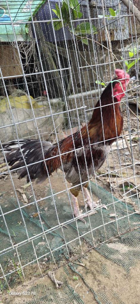 Gà Xám Đực. Mua bán Gà tại Huyện Phú Tân An Giang được đăng bởi Hoàng hình 1