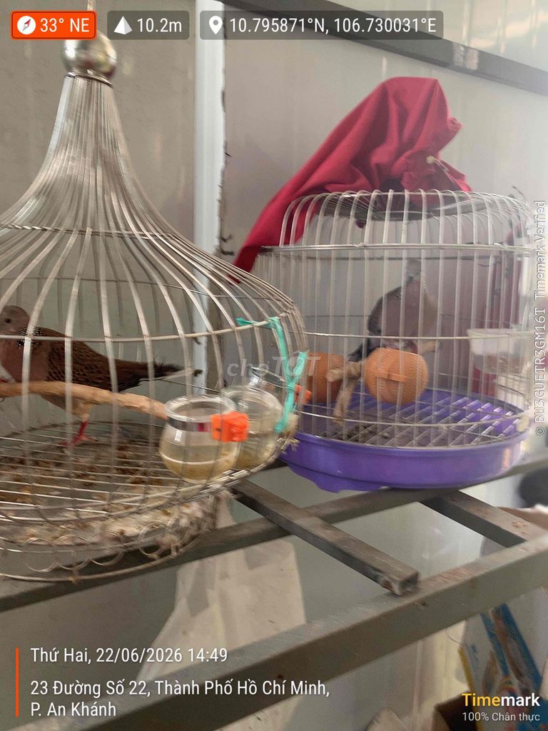 Chim Khướu 2 cặp. Mua bán Chim tại Thành phố Thủ Đức Tp Hồ Chí Minh được đăng bởi Hoangkhanh hình 1